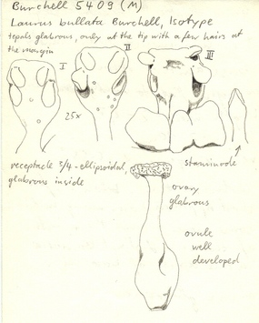 Vorschaubild Laurus bullata Burch.